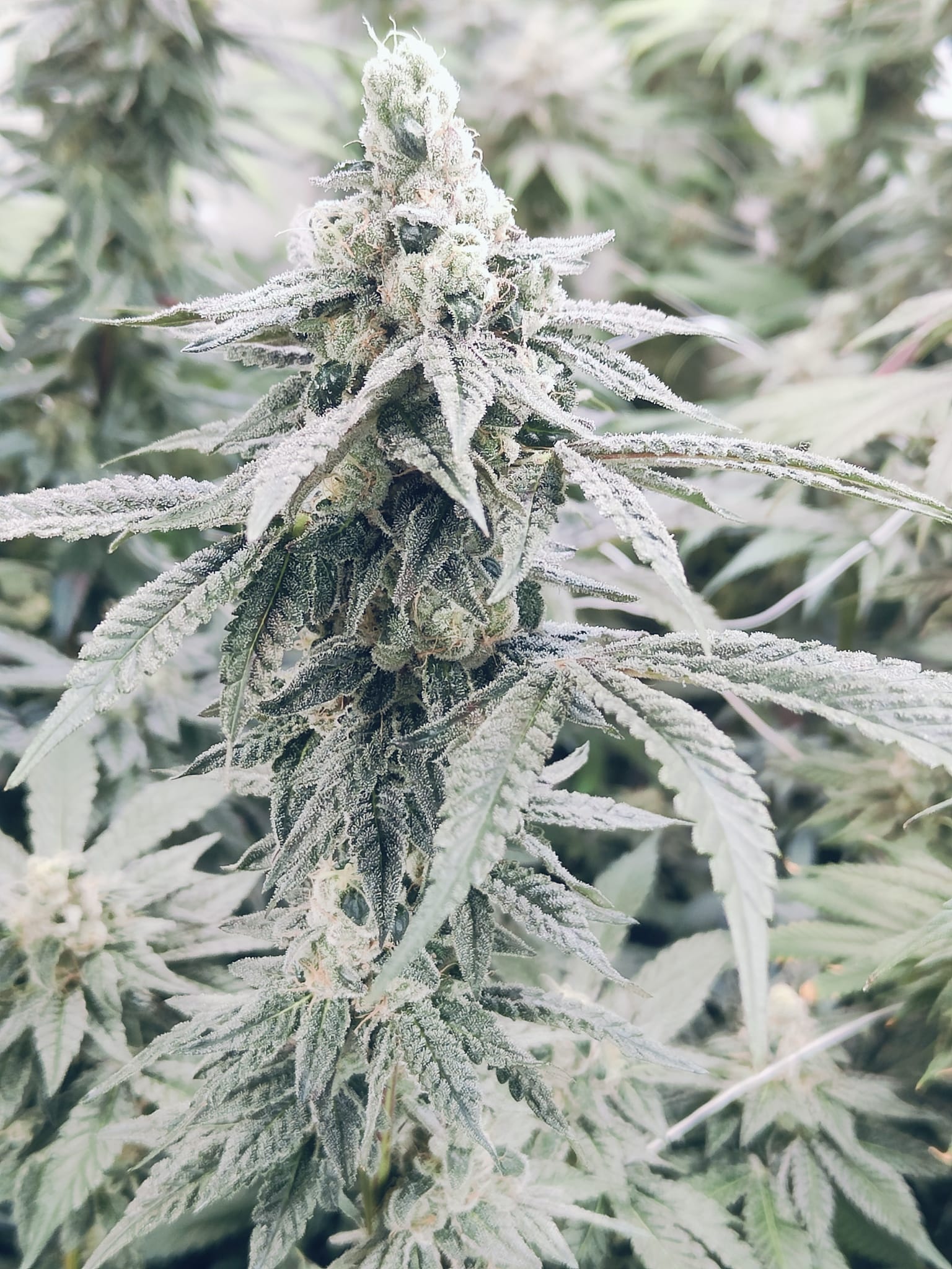 GMO Zkittlez Hanfsamen - Image 2