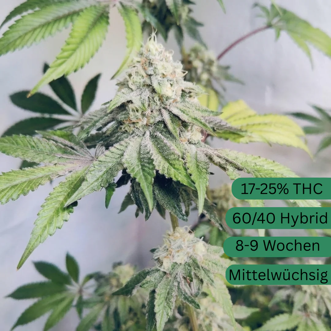 Sour Chem Kush Hanfsamen - Image 2