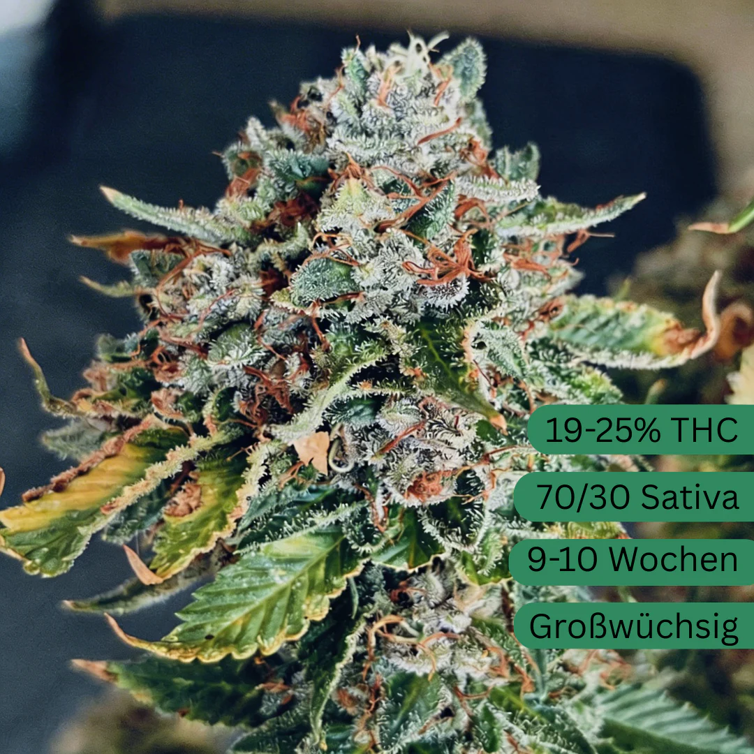 Sour Diesel Hanfsamen - Image 2